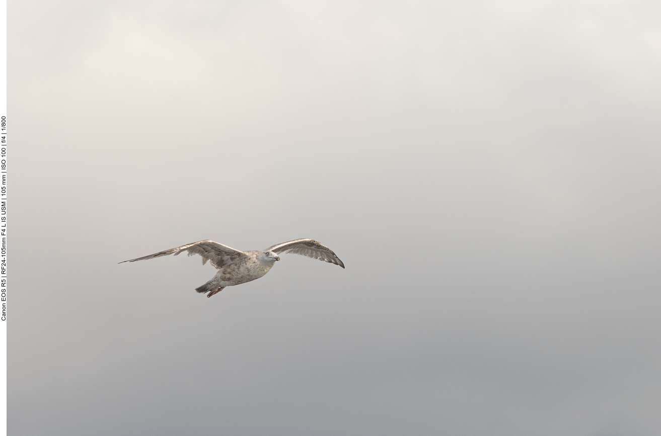 Möwe über dem Schiff 