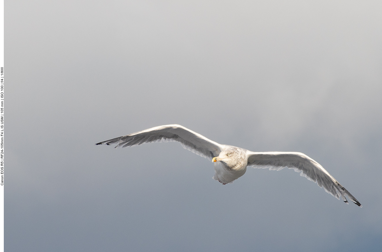 Möwe über dem Schiff 