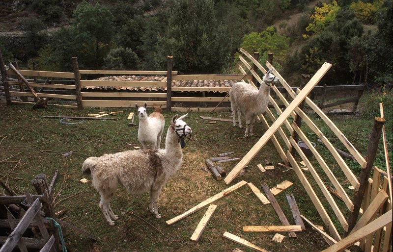 Ungewohnt: Lamas in den Cevennen