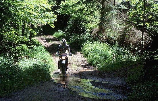 Bachdurchquerung im Wald