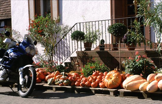 Kürbisse auf einem Bauernhof