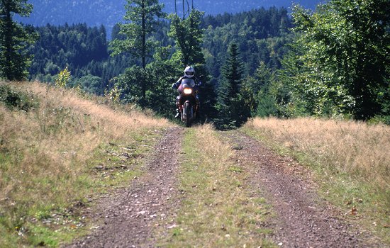 Waldweg bei Salm