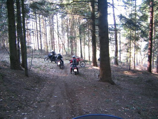 Abfahrt im Wald