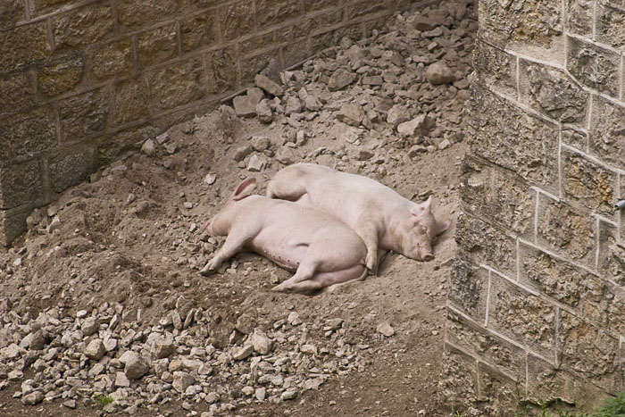 Wenn das keine Sauerei ist ;-)