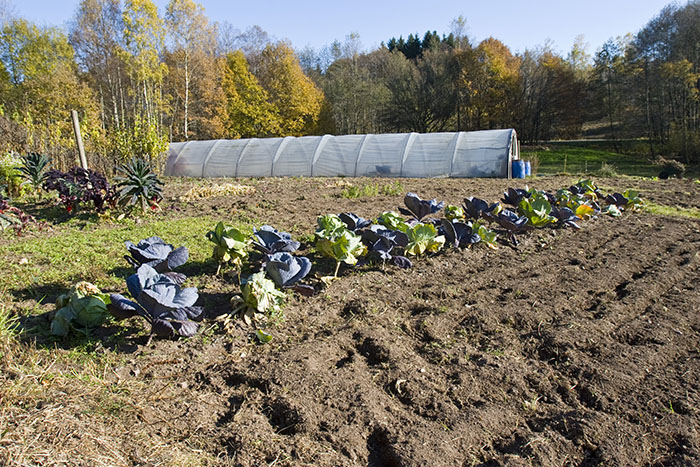 Leckerer Kohl