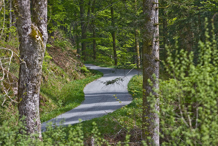 Grober Asphalt im Wald