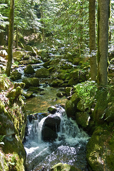 Bach im Wald