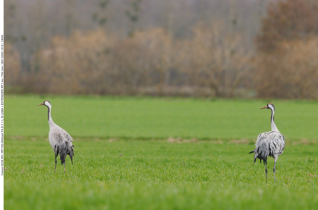 Kranich [Grus grus], auch Grauer Kranich oder Eurasischer Kranich