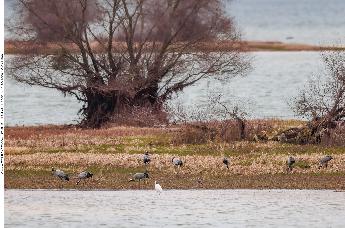 Kraniche auf einer Insel im See, leider viel zu weit weg