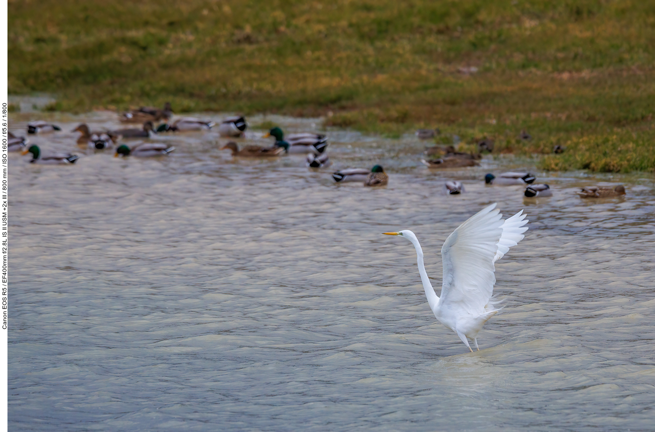 Silberreiher [Ardea alba]