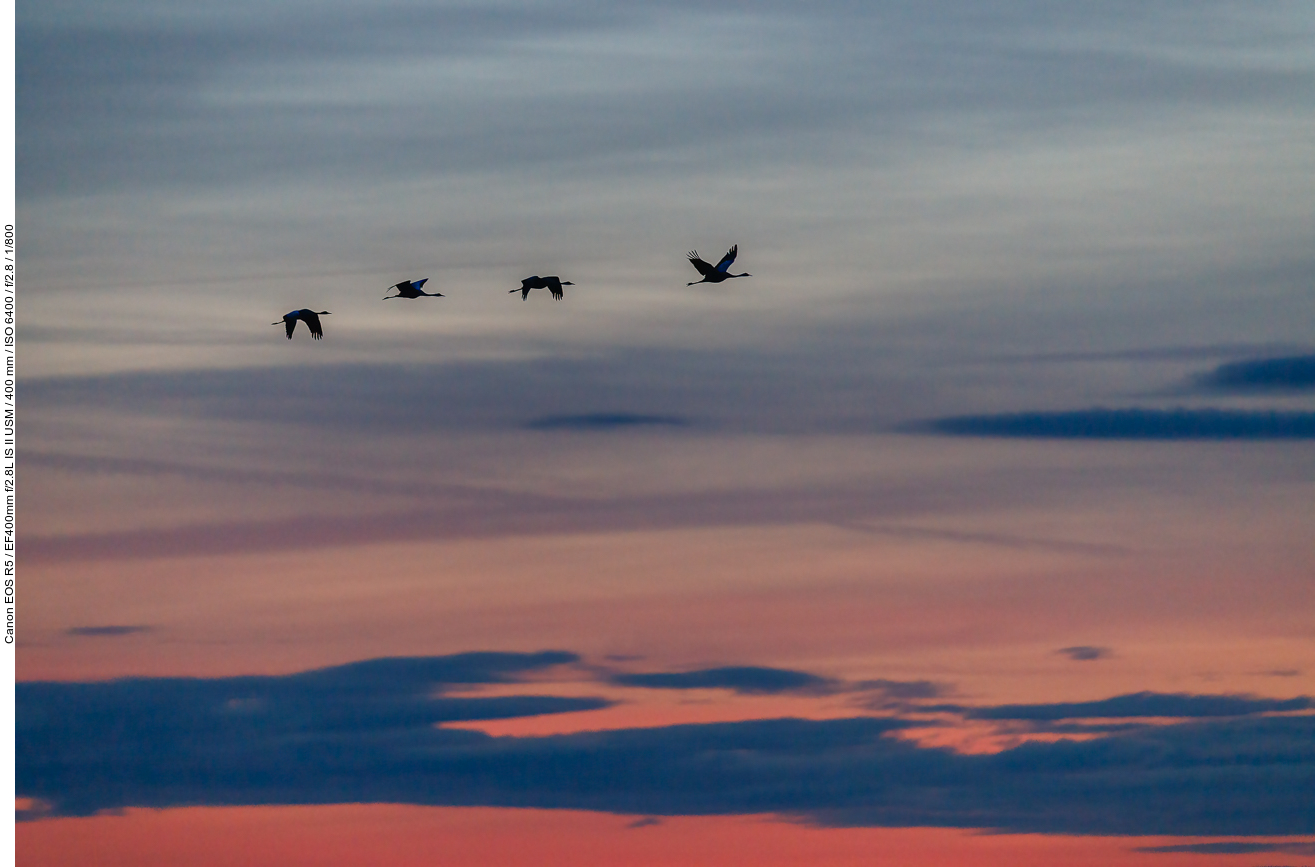 ... fliegen die Kraniche zum Fressen auf die umliegenden Felder