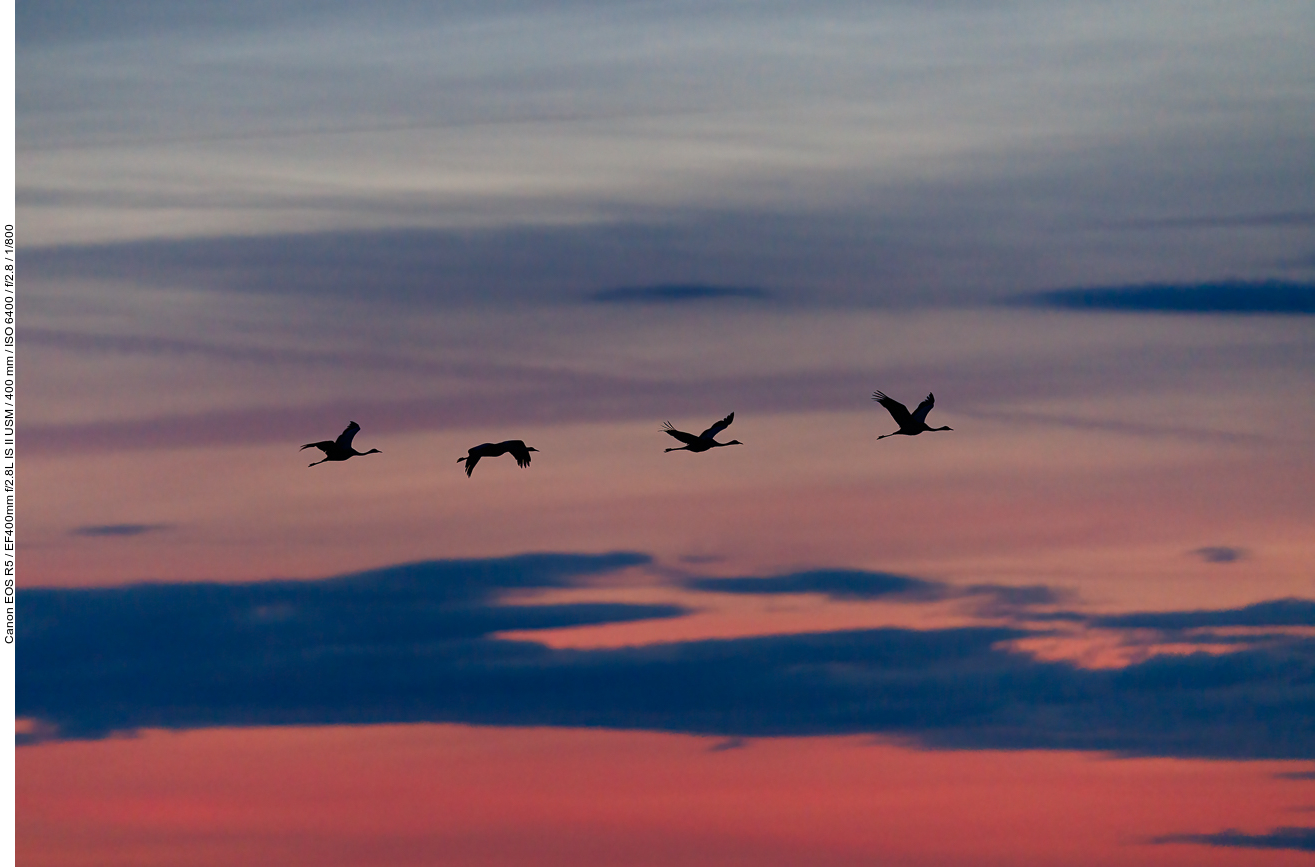 Der Flug wird von lautem Rufen der Vögel untermalt