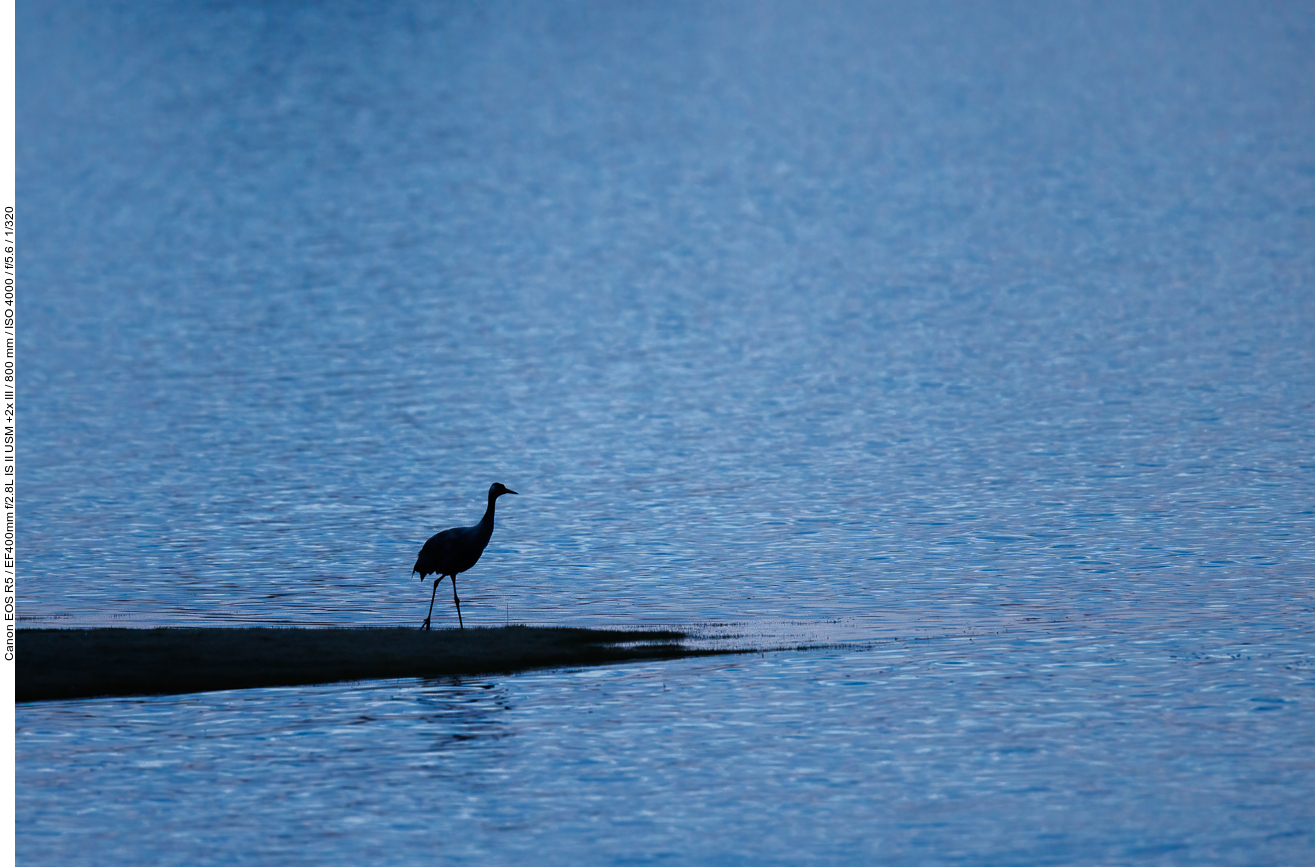 Kranich am Ufer des Sees