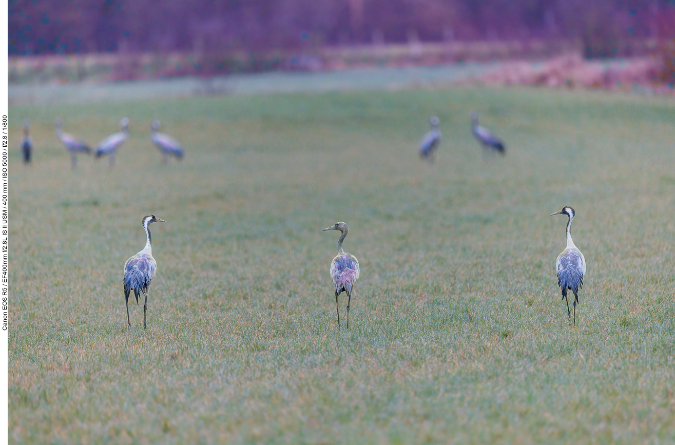 Kraniche auf einer Wiese