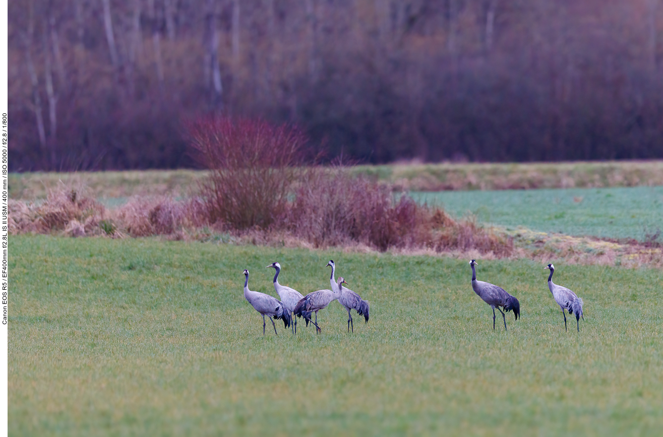 Kraniche auf einer Wiese