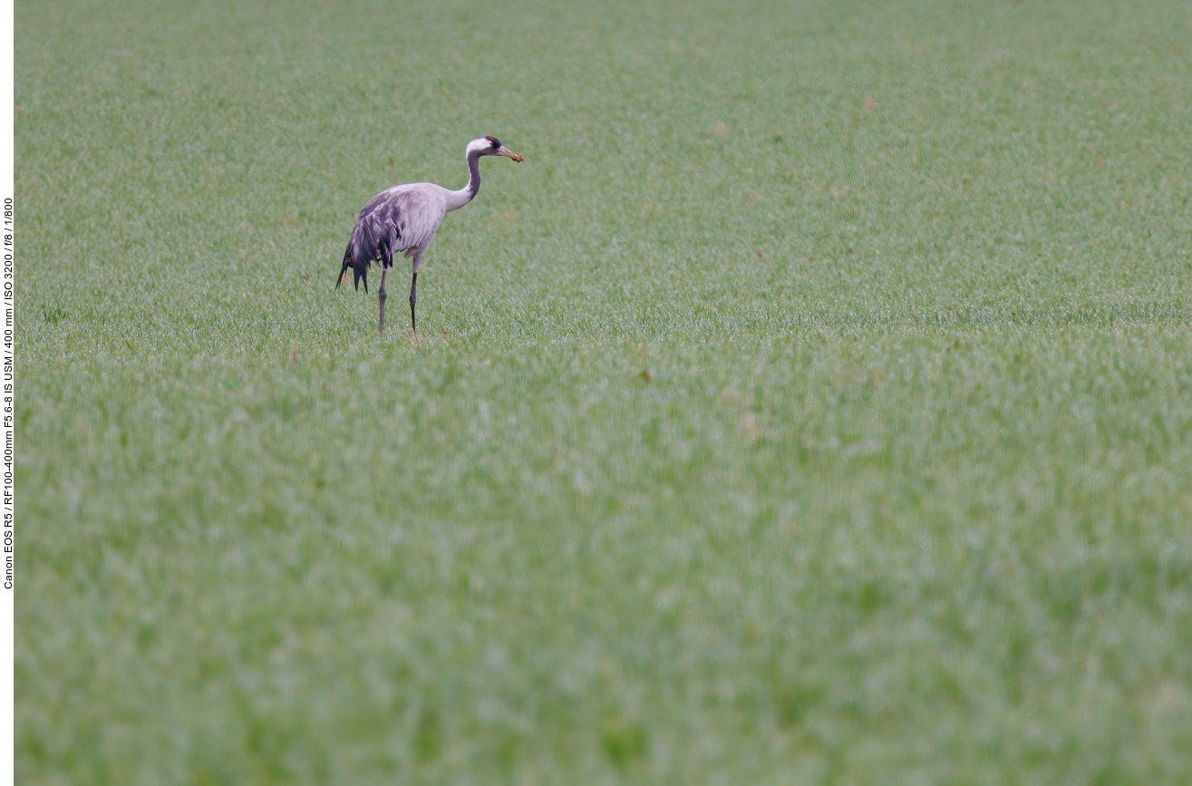 Kranich auf einer Wiese