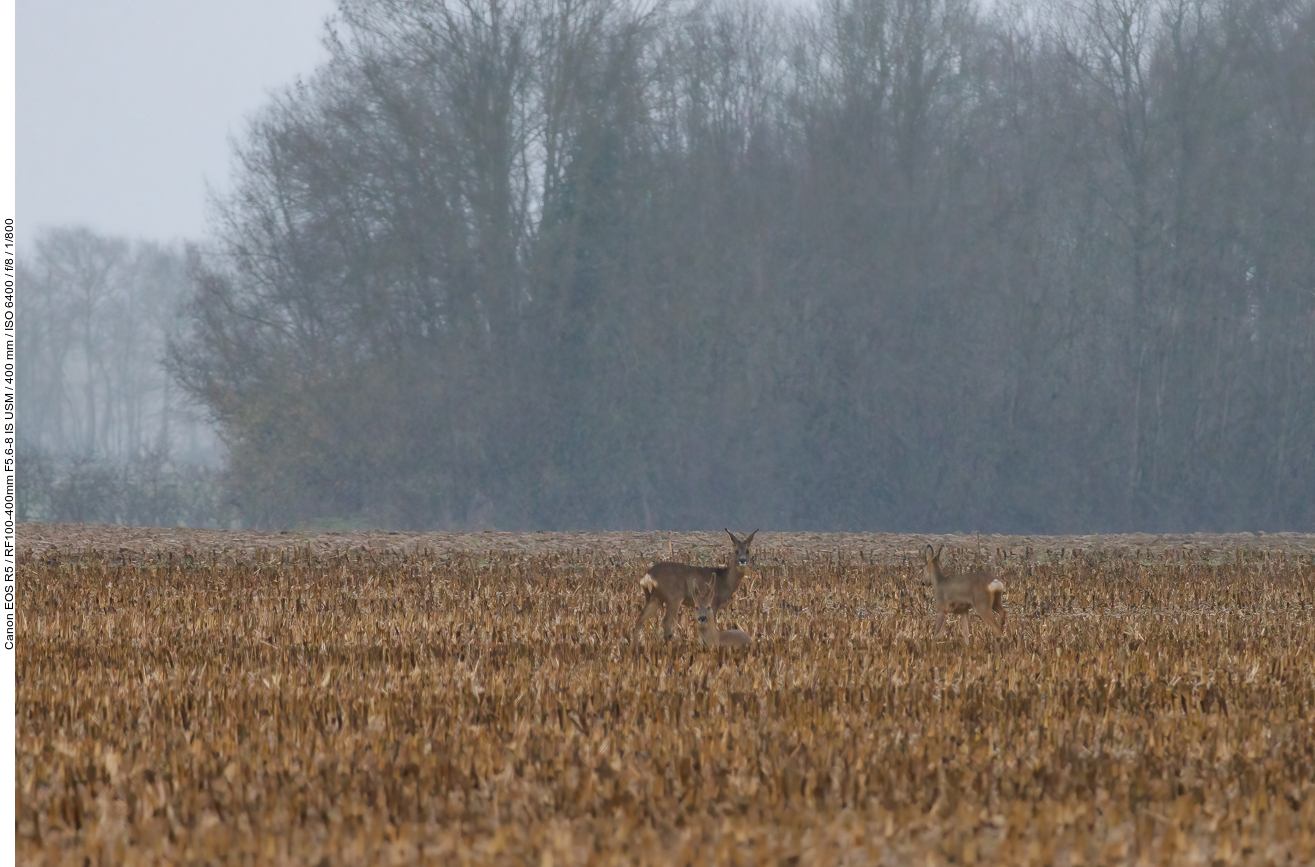 Weit entfernt stehen einige Rehe