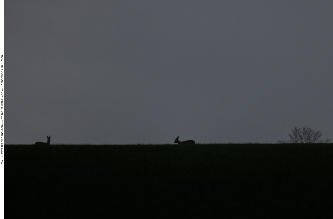Rehe in der Dämmerung