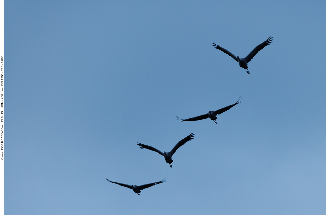 ... und manchmal direkt über uns hinweg fliegen