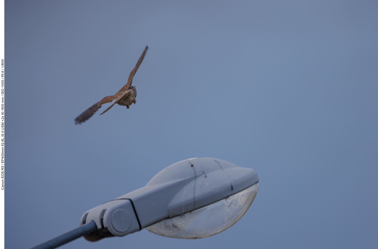 ... und fliegt dann davon