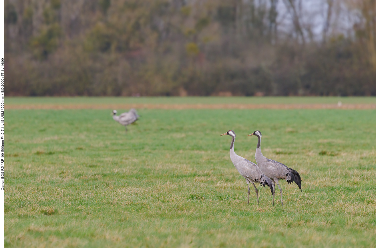 Diese Tiere sind etwas geduldiger mit uns ...