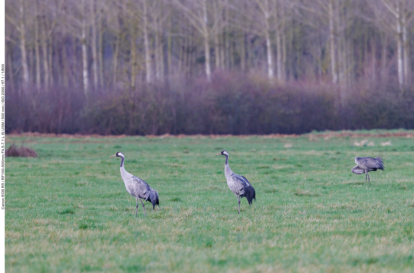 Auf Futtersuche auf der Wiese