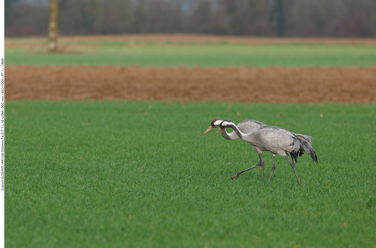 Paarlauf