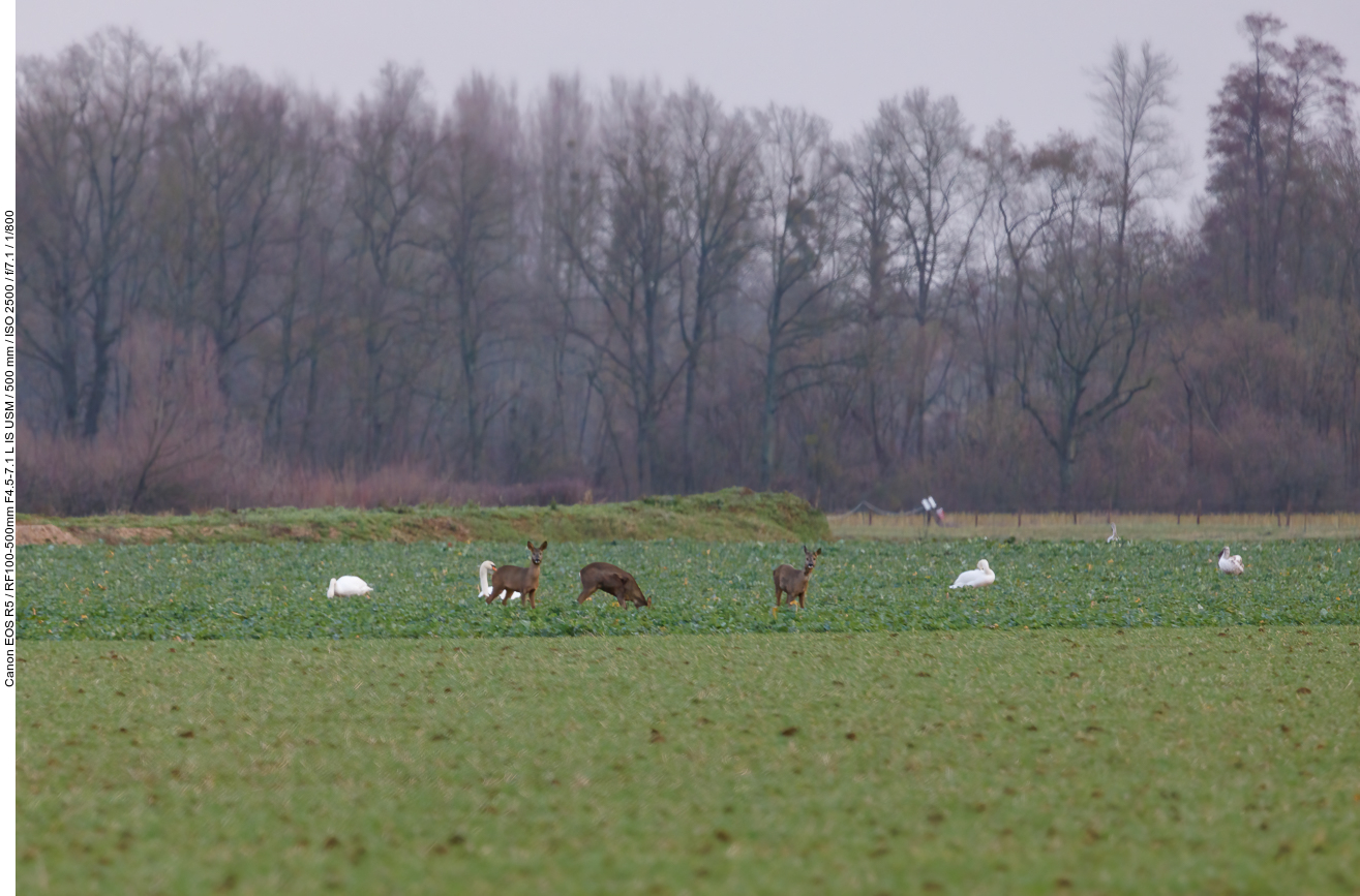 Rehe und Schwäne gemeinsam beim Fressen