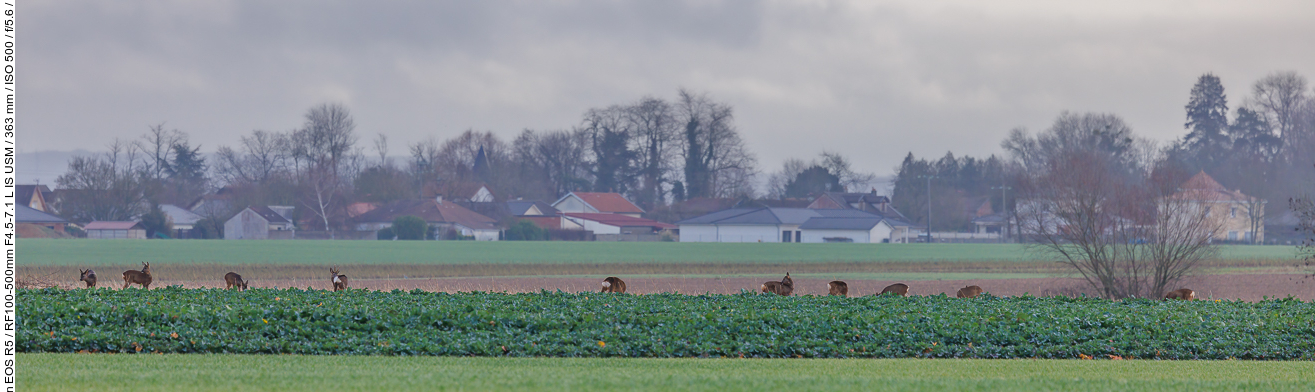 Ein Sprung Rehe beim Fressen