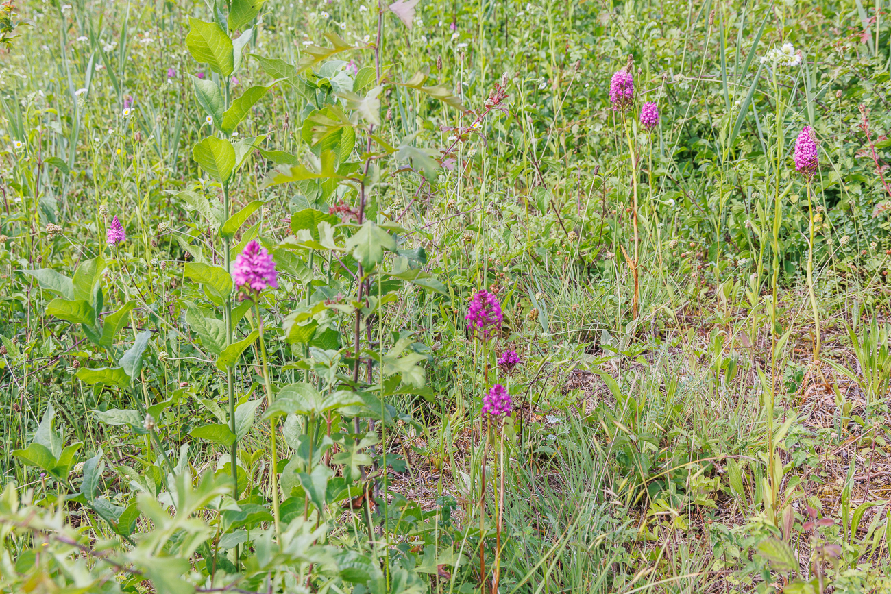 Beiderseits des Weges wachsen u. a. Orchideen