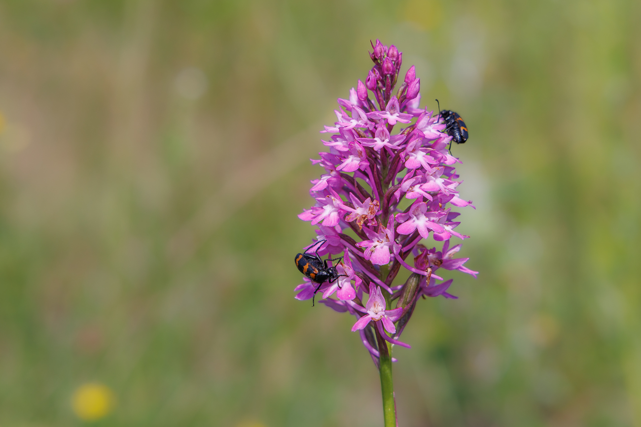 Pyramiden Hundswurz [Anacamptis pyramidalis] mit Gemeinem Bienenk&auml;fer [Trichodes apiarius]