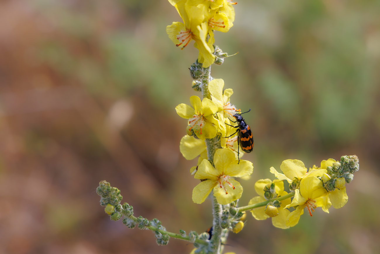 Flockige K&ouml;nigskerze [Verbascum pulverulentum] mit Gemeinem Bienenk&auml;fer [Trichodes apiarius]