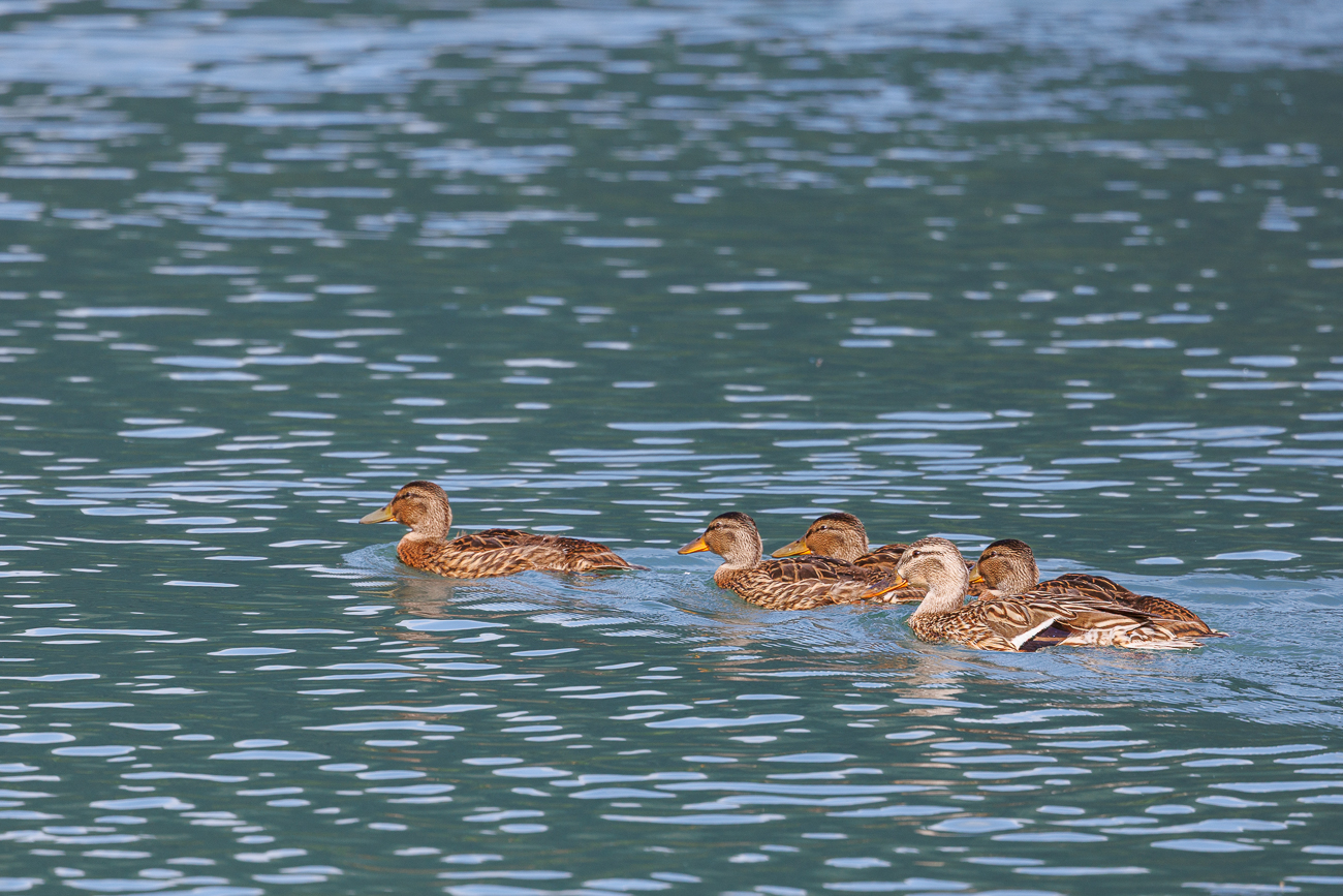 Entenfamilie mit fast ausgewachsenem Nachwuchs auf dem See