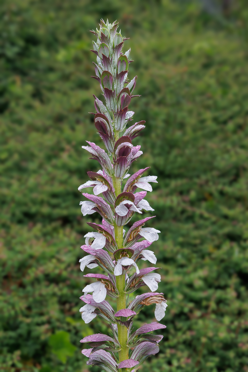 Weiche B&auml;rentatze [Acanthus mollis] inmitten der TheateranlageAnmerkung: Sie ist weitgehend winterhart, sollte aber vor zu viel N&auml;sse gesch&uuml;tzt werden - Aha!