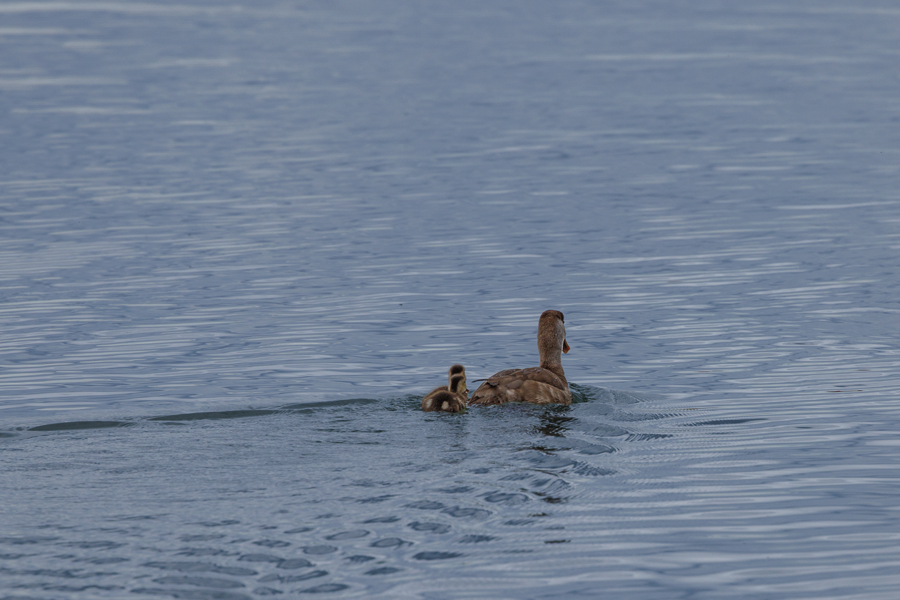 Stockente [Anas platyrhynchos] mit Nachwuchs