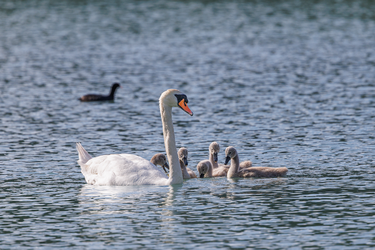 H&ouml;ckerschwan [Cygnus olor] mit Nachwuchs