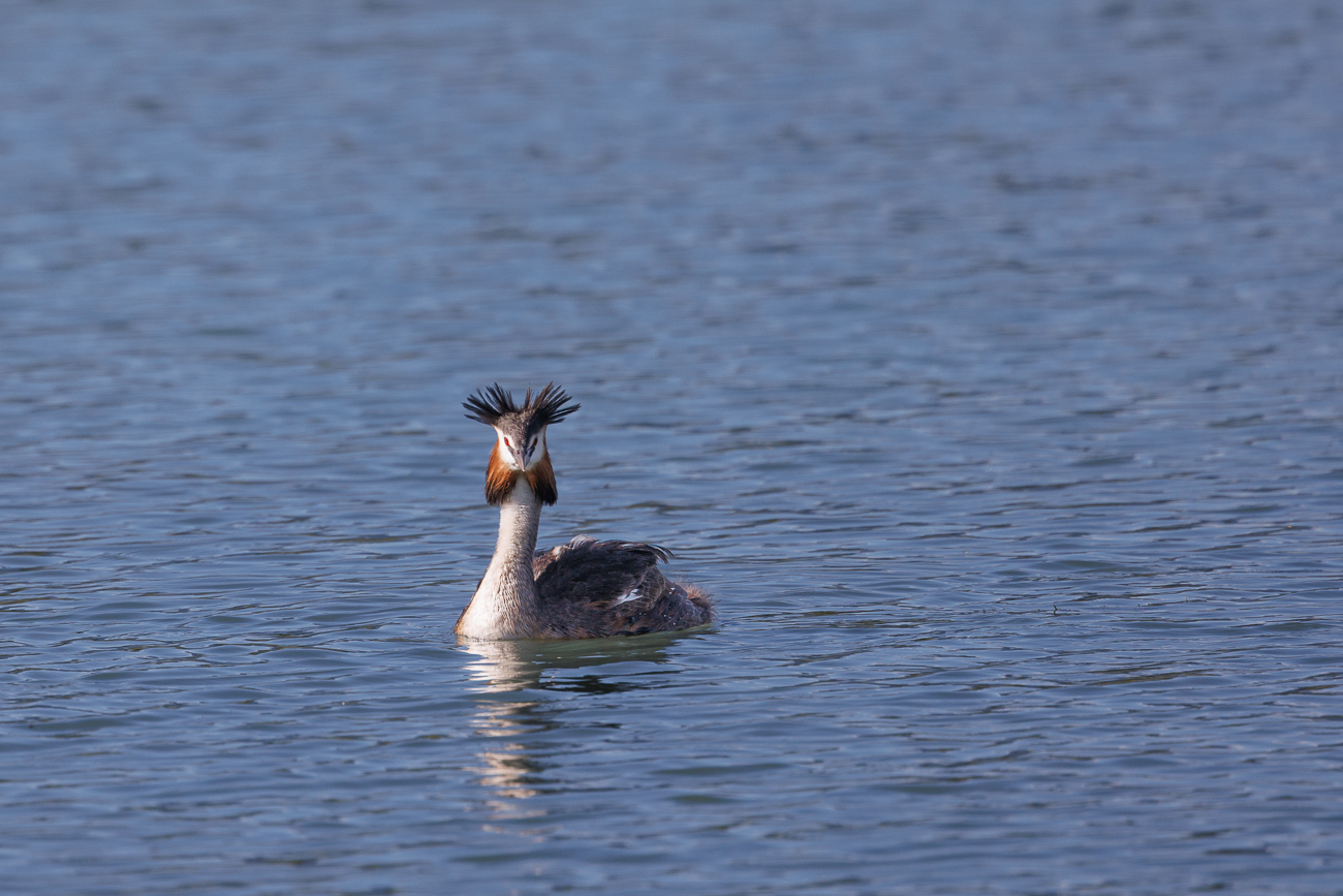 Haubentaucher [Podiceps cristatus]