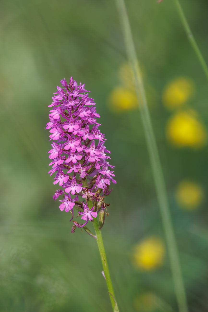 Orchideen wachsen &uuml;berall am Wegesrand, so wie diese Hundswurz [Anacamptis pyramidalis]