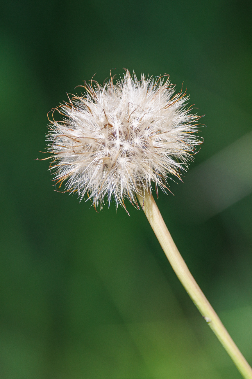 Gew&ouml;hnliches Ferkelkraut [Hypochaeris radicata]