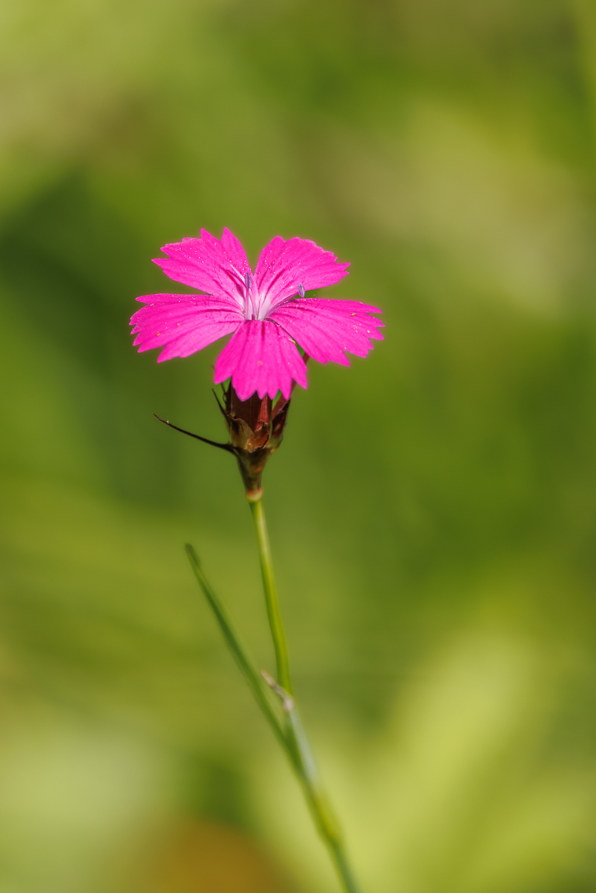 Kart&auml;user Nelke [Dianthus carthusianorum]