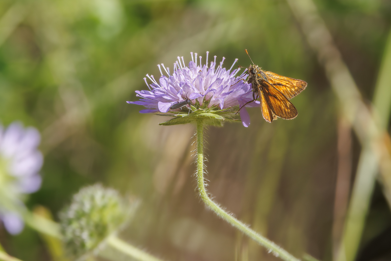 Wiesen Witwenblume [Knautia arvensis] mit Rostfarbigem Dickkopffalter [Ochlodes sylvanus]