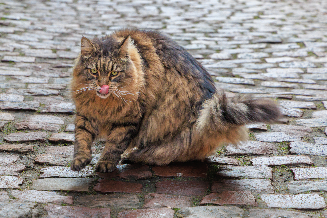 ... das k&ouml;nnte eine Norwegische Waldkatze sein