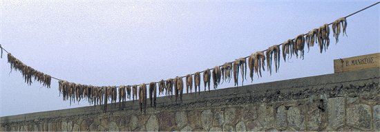 Typisch griechisch, die Tintenfische auf der Leine