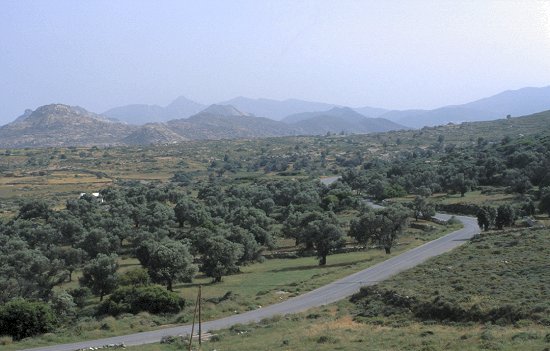 Olivenbäume