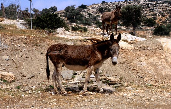 Auch heute noch ein gebräuchliches Arbeitstier, praktisch eine altgriechische Transalp ;-)