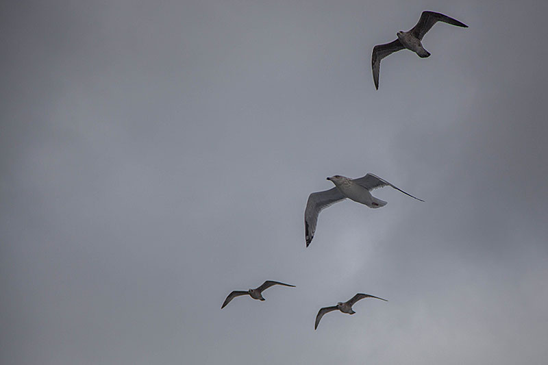 ... begleiten uns die Möwen
