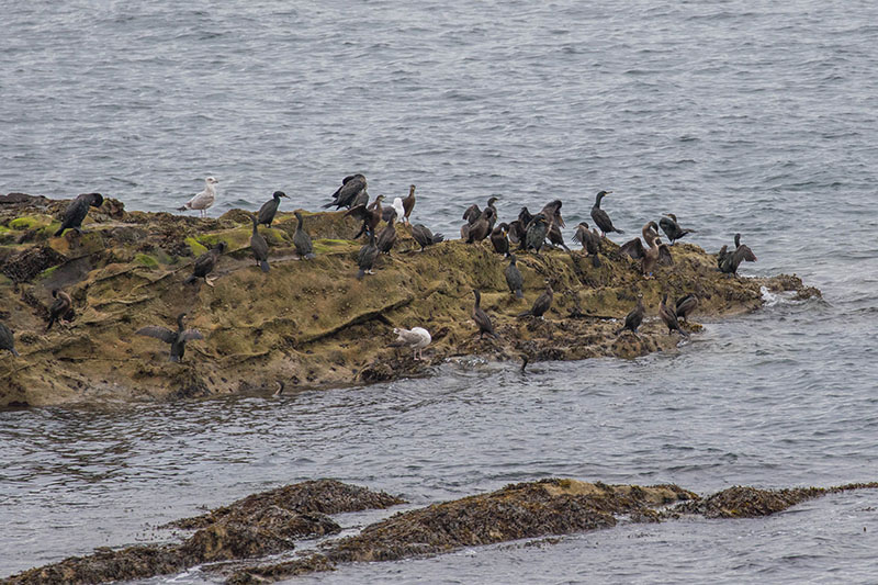 Möwen und Kormorane