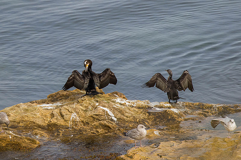 Die Federn werden getrocknet