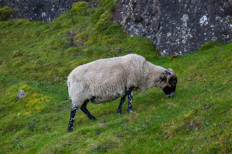 Schaf mit schwarzen Strümpfen ;-)