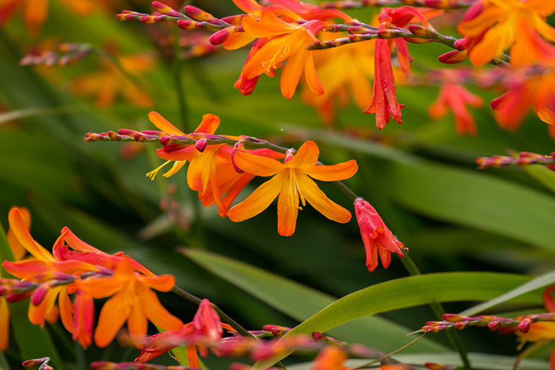 Farbenpracht am Wegesrand